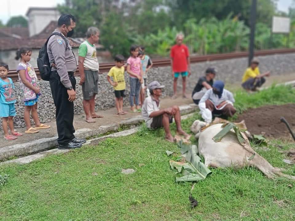 Penemuan enam sapi mati mendadak di lahan perkebunan Desa Pemuda Tanahlaut